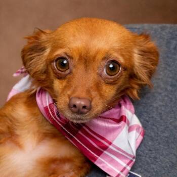 Chihuahua Dogs Available for Adoption - Tamale: A Delicate Little Food Critic With A Big Heart | PetCurious