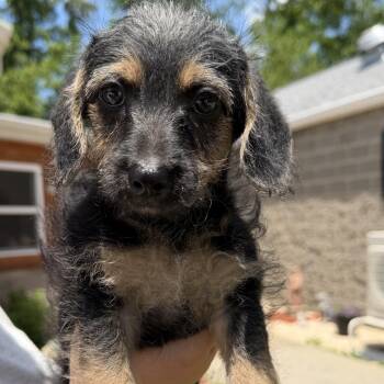 Ralph -  Poodle Dog for Adoption in Latrobe, Pennsylvania - Ralph | PetCurious