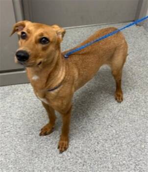 Black Mouth Cur Dogs Available for Adoption in Pasadena, Texas - CHASE | PetCurious