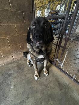 Big Mac -  Cattle Dog Dog for Adoption in New Windsor, New York - Big Mac | PetCurious