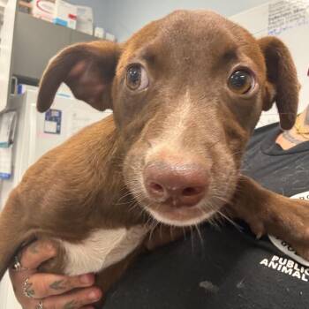 Stetson -  Mixed Breed Dog for Adoption in Milton, Florida - Stetson | PetCurious