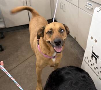DIAMOND -  Mixed Breed Dog for Adoption in Dallas, Texas - DIAMOND | PetCurious