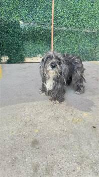 61175010 -  Miniature Poodle and Mixed Breed Dog for Adoption in El Paso, Texas - 61175010 | PetCurious