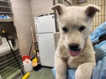 Mixed Breed Dogs Available for Adoption - LITTLE BIT | PetCurious