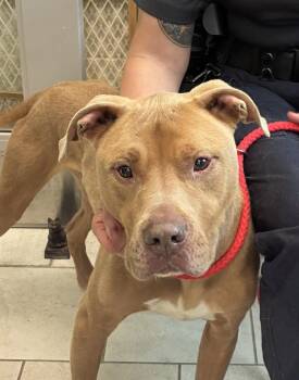 American Staffordshire Terrier and Mixed Breed Dogs Available for Adoption in Disputanta, Virginia - Phenix | PetCurious