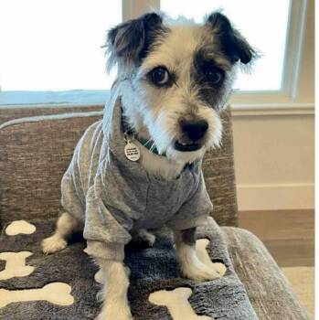 Rescue Jack Russell Terrier and Mixed Breed Dogs for Adoption in Mead, Colorado - Miles | PetCurious