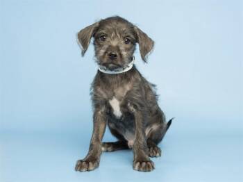 WALTER -  Cairn Terrier and Miniature Pinscher Dog for Adoption in Phoenix, Arizona - WALTER | PetCurious