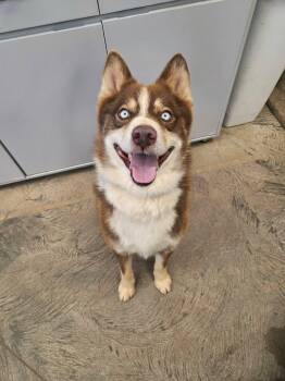 Kota -  Husky Dog for Adoption in Roosevelt, Utah - Kota | PetCurious