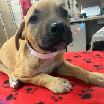 English Bulldog and Labrador Retriever Dogs Available for Adoption in Birmingham, Alabama - Colt | PetCurious