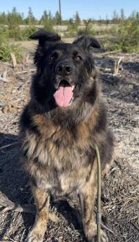 Rescue Collie and Husky Dogs for Adoption in Yellowknife, Northwest Territories - Jazzy (was Lamb) | PetCurious