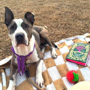 Pit Bull Terrier and Mixed Breed Dogs Available for Adoption in Fayetteville, Arkansas - Rosie | PetCurious