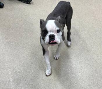 GABE -  English Bulldog and American Staffordshire Terrier Dog for Adoption in Grand Prairie, Texas - GABE | PetCurious