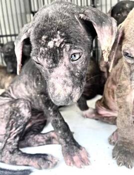 A660067 -  Labrador Retriever and Mixed Breed Dog for Adoption in Houston, Texas - A660067 | PetCurious