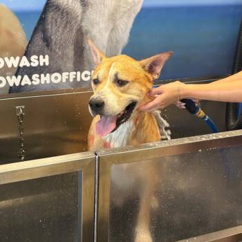 Mika -  Mixed Breed Dog for Adoption in San Diego, California - Mika | PetCurious