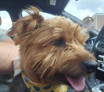 Merle Haggard/Kain -  Yorkshire Terrier Dog for Adoption in Ashville, Ohio - Merle Haggard/Kain | PetCurious