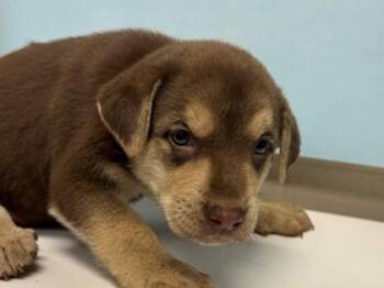 Allison -  Mixed Breed Dog for Adoption in Woodbury, Minnesota - Allison | PetCurious