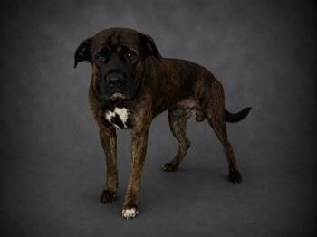 MOOSE -  American Bulldog Dog for Adoption in Winter Haven, Florida - MOOSE | PetCurious