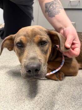 Violet -  Pit Bull Terrier Dog for Adoption in Bloomington, Indiana - Violet | PetCurious