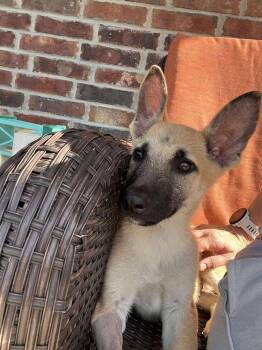 Rescue Shepherd Dogs for Adoption in Shawnee, Oklahoma - Kingston | PetCurious