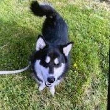 Husky and Mixed Breed Dogs Available for Adoption in York, Pennsylvania - YORK-Stray-15522 | PetCurious
