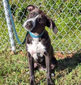 Mixed Breed Dogs Available for Adoption in Groveland, Massachusetts - Joan | PetCurious