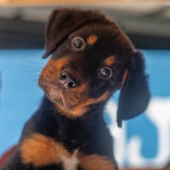 Aquo -  Beauceron and Bernese Mountain Dog Dog for Adoption in Decatur, Georgia - Aquo | PetCurious