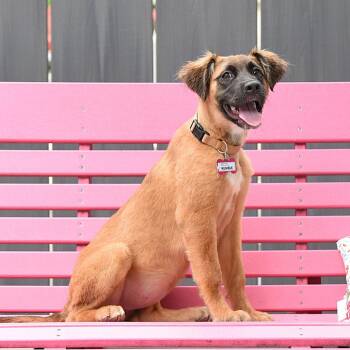 Kemble -  Shepherd Dog for Adoption in Wake Forest, North Carolina - Kemble | PetCurious