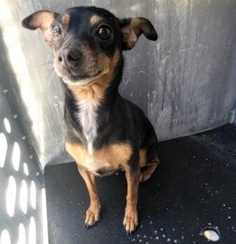 Chihuahua Dogs Available for Adoption in San Antonio, Texas - TRISH | PetCurious