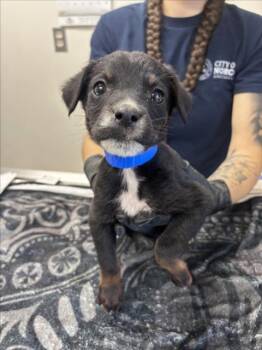 STARSCREAM -  German Shepherd Dog and Mixed Breed Dog Available for Adoption in Norco, California - STARSCREAM | PetCurious