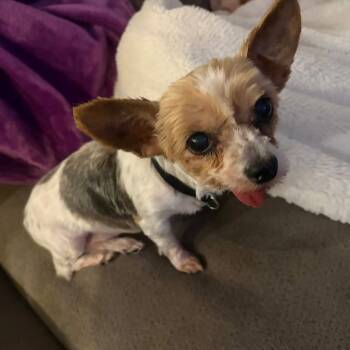 Rescue Silky Terrier Dogs for Adoption in Campton Hills, Illinois - Josie | PetCurious