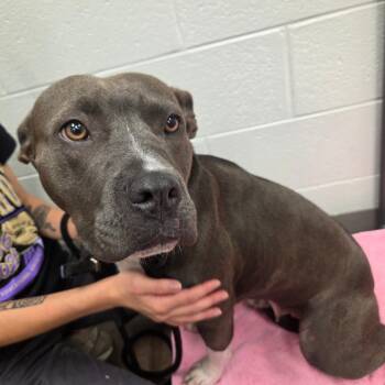Ruby -  Pit Bull Terrier Dog for Adoption in Chattanooga, Tennessee - Ruby | PetCurious