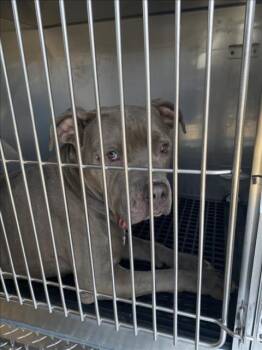 TONEY -  Mixed Breed Dog for Adoption in Dallas, Texas - TONEY | PetCurious