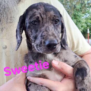 Sweetie -  Hound Dog for Adoption in Albany, New York - Sweetie | PetCurious
