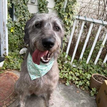 Great Dane and Poodle Dogs Available for Adoption in Bullard, Texas - Nebula | PetCurious