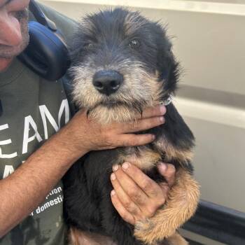 RUSSELL -  Terrier and Mixed Breed Dog for Adoption in Richmond, California - RUSSELL | PetCurious