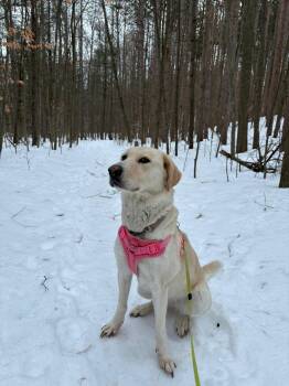 Whimsy -  Labrador Retriever and Shepherd Dog for Adoption in Toronto, Ontario - Whimsy | PetCurious