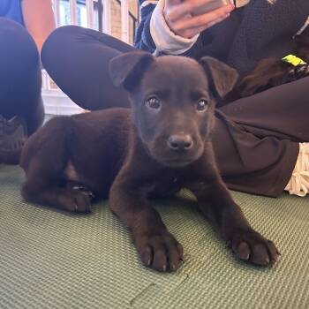 Rescue Labrador Retriever Dogs for Adoption in Columbia, South Carolina - Pass The Cranberry Sauce | PetCurious