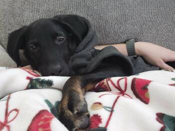 Beagle and Redbone Coonhound Dogs Available for Adoption - Abel The Adorable Mixed Breed Boy! | PetCurious