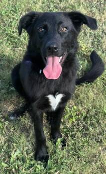 Yennefer -  Shepherd and Mixed Breed Dog for Adoption in San Antonio, Texas - Yennefer | PetCurious