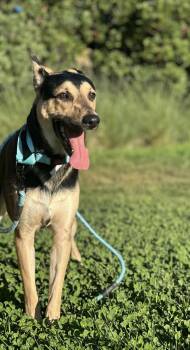 Gus -  Mixed Breed Dog for Adoption in Davis, California - Gus | PetCurious