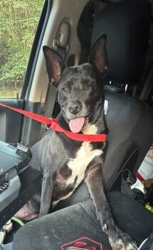 Unicorn -  Staffordshire Bull Terrier Dog for Adoption in Mobile, Alabama - Unicorn | PetCurious