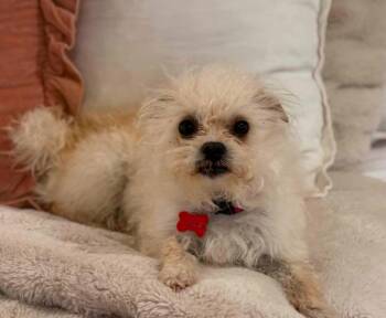 Poodle and Chihuahua Dogs Available for Adoption in Ramona, California - Tink | PetCurious