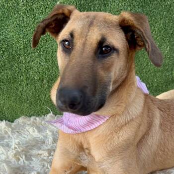 Rescue Shepherd Dogs for Adoption in San Diego, California - Mitzy | PetCurious
