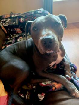 Harvey -  Mixed Breed Dog for Adoption in Detroit, Michigan - Harvey | PetCurious