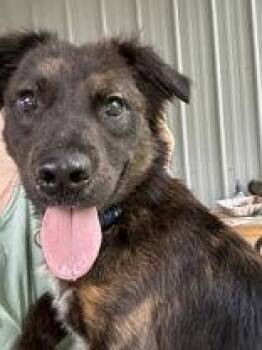 Shepherd Dogs Available for Adoption - Shadow | PetCurious