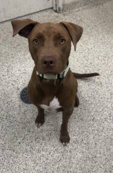 Marrone -  Mixed Breed Dog for Adoption in Kansas City, Missouri - Marrone | PetCurious