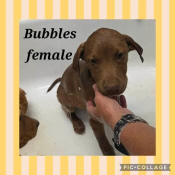 Labrador Retriever Dogs Available for Adoption in Ringwood, New Jersey - Bubbles | PetCurious