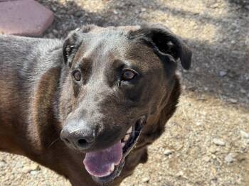 Rescue Labrador Retriever Dogs for Adoption in Kemmerer, Wyoming - Kao | PetCurious