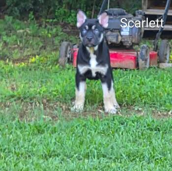 Scarlett -  Australian Cattle Dog Blue Heeler and Australian Kelpie Dog for Adoption in Watertown, Connecticut - Scarlett | PetCurious