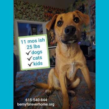 Carolina Dog Dogs Available for Adoption in Plano, Texas - Figaro | PetCurious
